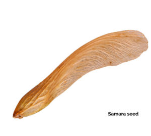 Samara maple seed